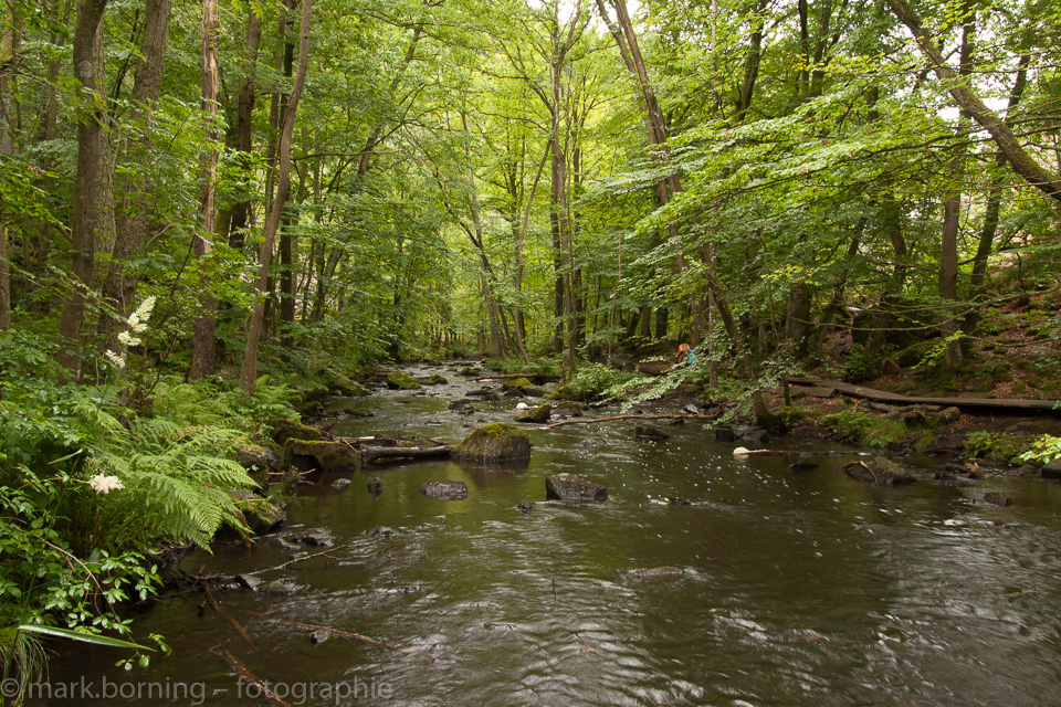 Fluss im Nationalpark Söderåsen