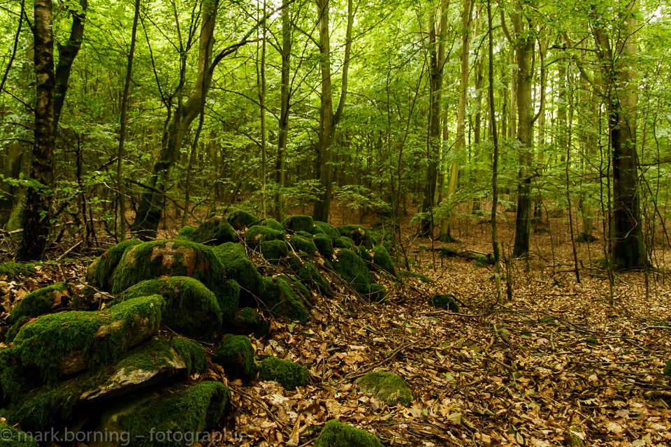 Alte Begrenzungsmauer im Söderåsen Nationalpark